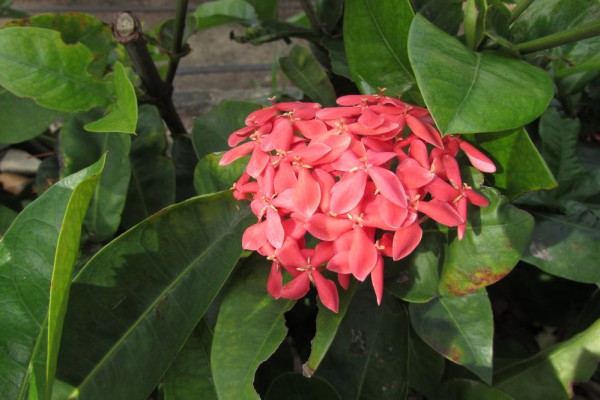 Иксора, Ixora цветы таиланда