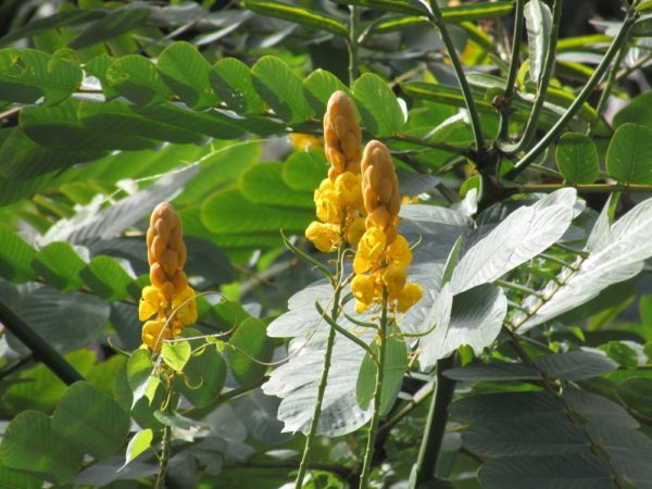 Cassia alata, senna alata, Сенна крылатая цветы таиланда