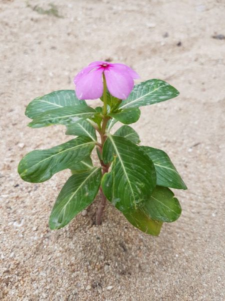 Катарантус, или Барвинок розовый цветы таиланда