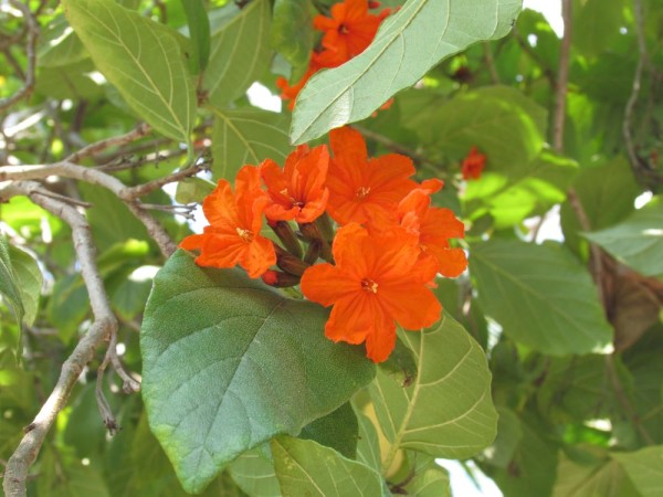 Кордия Себестена (Cordia sebestena) цветы таиланда