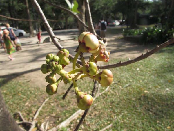 Курупита гвианская (лат. Couroupita guianensis) цветы таиланда