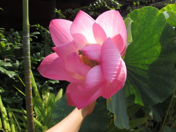 цветы таиланда лотос орехоносный