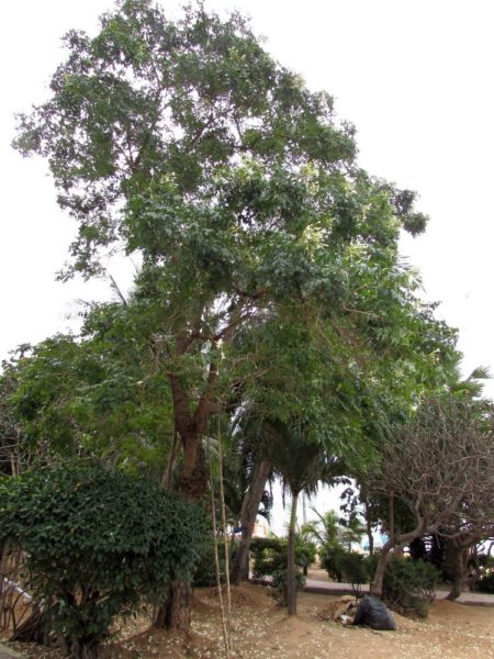 Миллингтония, Жасминное дерево, Индийское пробковое дерево цветы таиланда