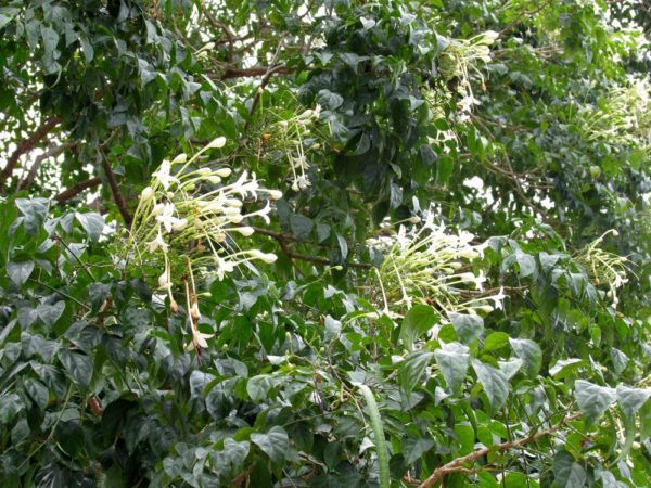 Миллингтония, Жасминное дерево, Индийское пробковое дерево цветы таиланда