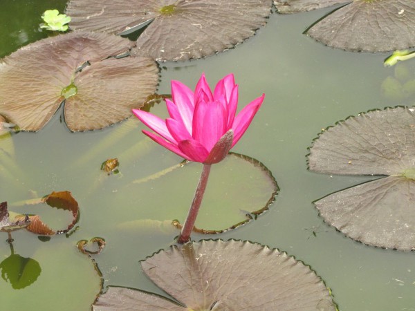 Кувшинка нимфея, Nymphaea цветы таиланда