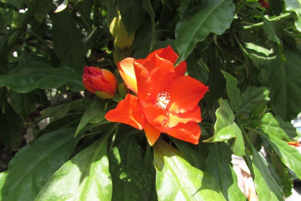 Переския, Восковая роза, Pereskia bleo цветы таиланда