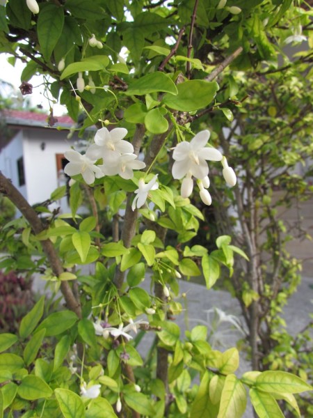 Райтия священная (Wrightia religiosa) цветы таиланда