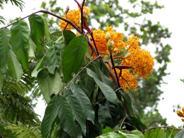 Сарака желтая (Saraka) цветы таиланда