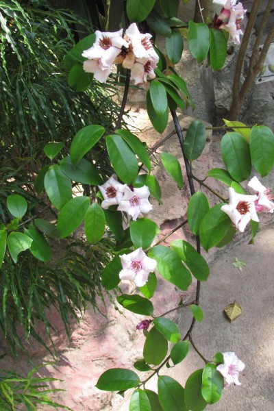 Строфант приятный Strophanthus gratus цветы таиланда