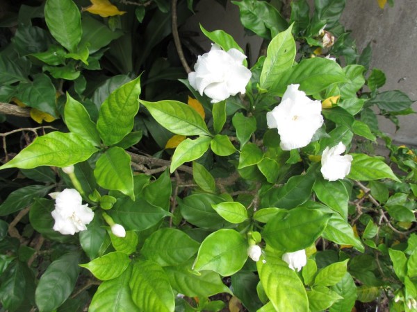 Табернемонтана махровая (Tabernaemontana divaricata Flore Pleno, Hollarhena densiflora, Tabernaemontana coronaria) цветы таиланда