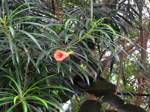 Тевеция, Жёлтый олеандр (Thevetia nereifolia, Thevetia peruviana, Cascabela thevetia) цветы таиланда
