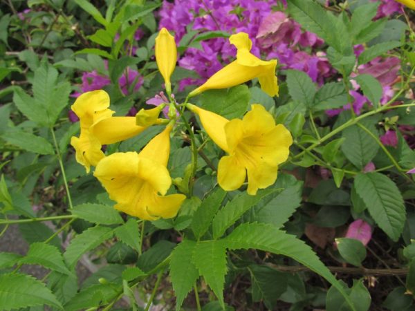 Текома прямостоячая (Tecoma stans) цветы таиланда
