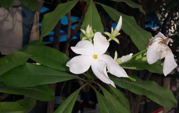 Цербера одолламская (Cerbera odollam) цветы таиланда