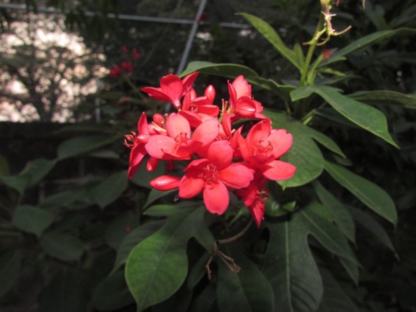 Ятрофа цельнокрайняя, Коралловый цветок (Jatropha integerrima) цветы таиланда