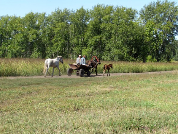 Лето в деревне фото лошадь с жеребятами