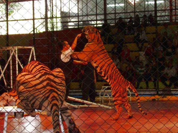 Тигровый зоопарк Сирача