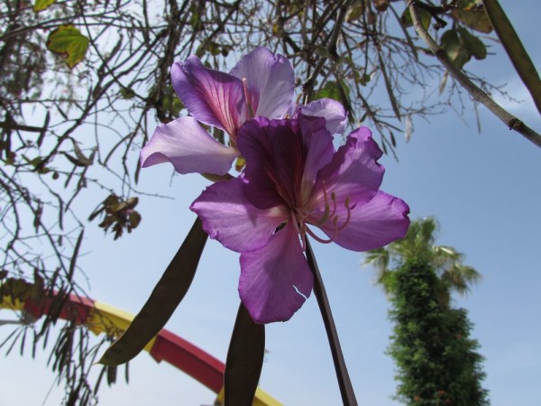 Баухинья пурпурная, Bauhinia purpurea цветы кипра