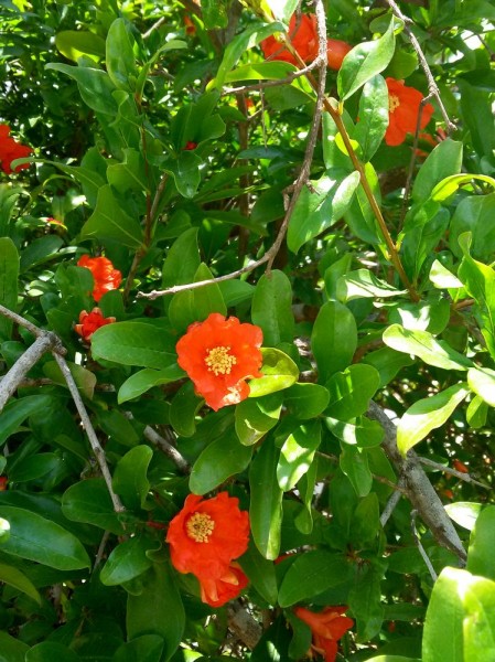 Гранат (Punica) цветы кипра