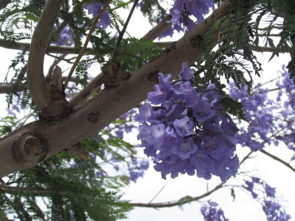 Жакаранда, Джакаранда (Jacaranda mimosifolia, Jacaranda acutefolia) цветы кипра