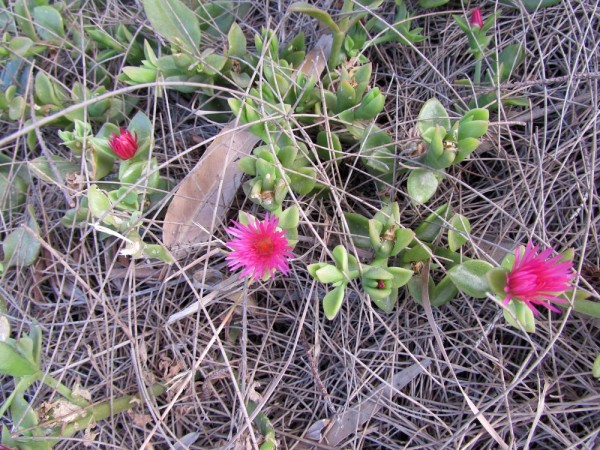 Аптения сердцелистная (Aptenia cordifolia) цветы кипра