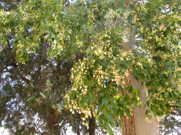 цветы кипра бутылочное дерево Брахихитон разнолистный