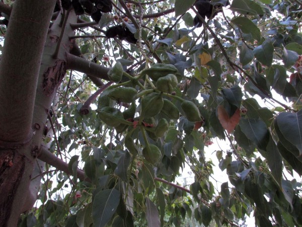 цветы кипра Брахихитон разнолистный бутылочное дерево
