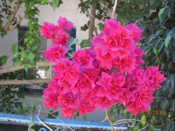 Бугенвиллия (Bougainvillea) цветы крита