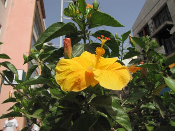 Гибискус, китайская роза (Hibiscus rosa-sinensis) цветы крита