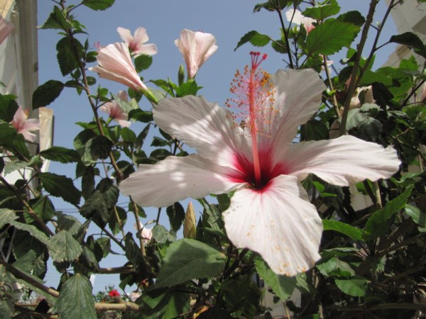 Гибискус, китайская роза (Hibiscus rosa-sinensis) цветы крита