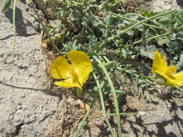 Глауциум жёлтый, мачок желтый (Glaucium flavum) цветы крита