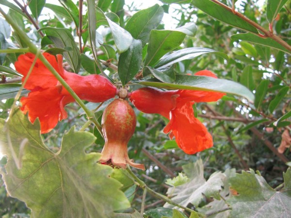 Гранат (Punica) цветы крита