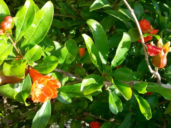 Гранат (Punica) цветы кипра