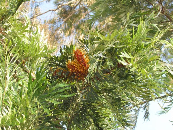 Гревиллея крупная (Grevillea robusta) цветы кипра