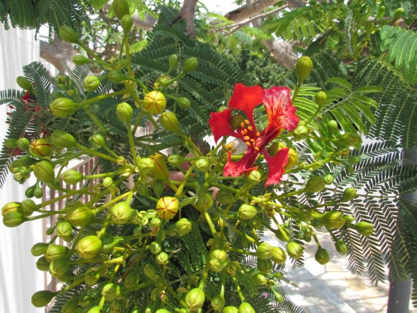 Делоникс (Delonix) цветы кипра