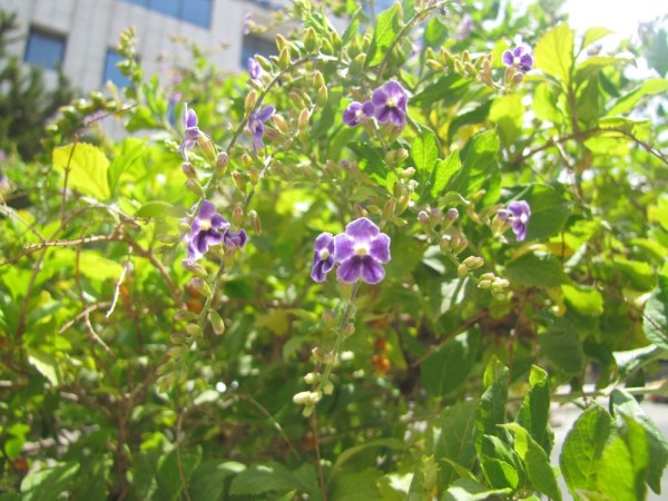 Дуранта, Медовая Капля (Duranta erecta, Duranta repens) цветы крита