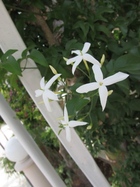 цветы кипра Жасмин лекарственный (белый или настоящий) (Jasminum officinale)