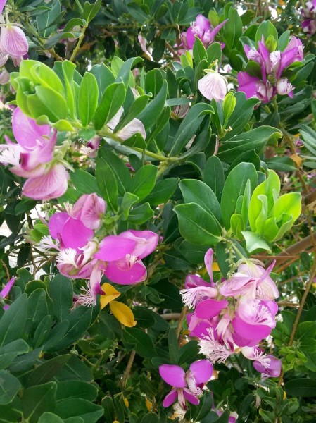 Истод миртолистный (Polygala myrtifolia) цветы кипра
