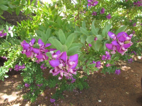 Истод миртолистный (Polygala myrtifolia) цветы кипра