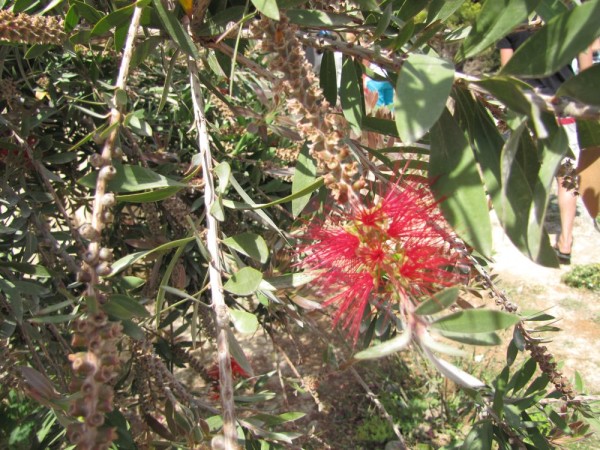 Каллистемон, Красивотычиночник, или Краснотычиночник (Callistemon citrinus) цветы крита