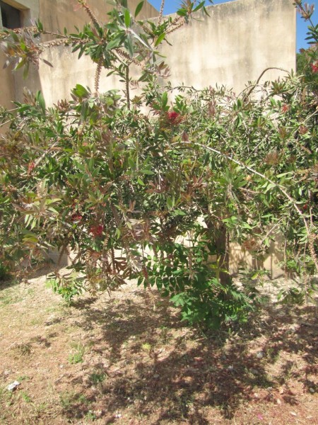 Каллистемон, Красивотычиночник, или Краснотычиночник (Callistemon citrinus) цветы крита