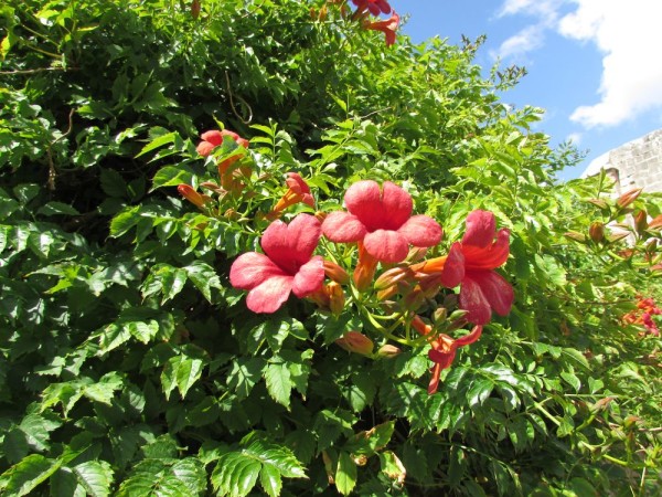 Кампсис (Campsis radicans) цветы кипра
