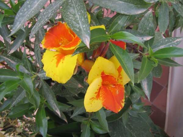 Канна (Canna indica, Canna x generalis) цветы крита