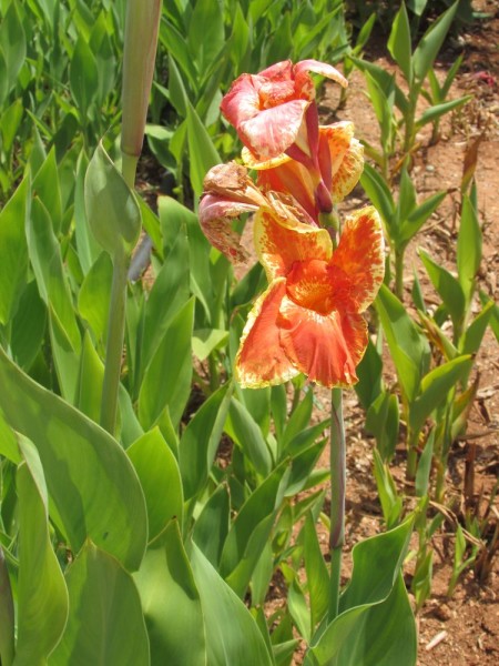 Канна (Canna indica, Canna x generalis) цветы кипра