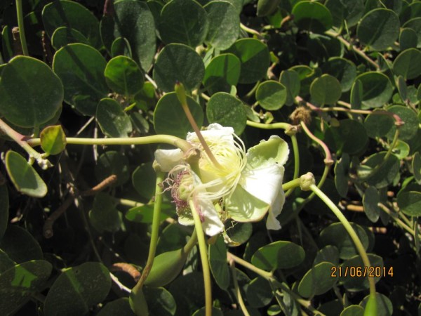 Каперс колючий (Capparis spinos) цветы крита