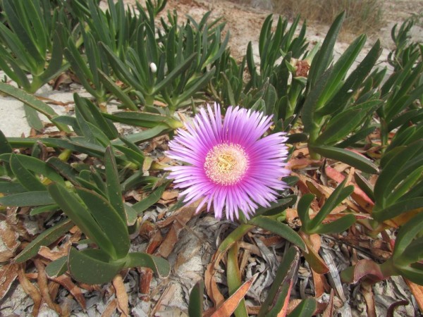 Карпобротус (Carpobrotus) цветы кипра