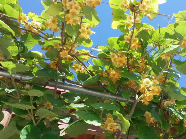 Киви, актинидия (Actinidia deliciosa) цветы кипра