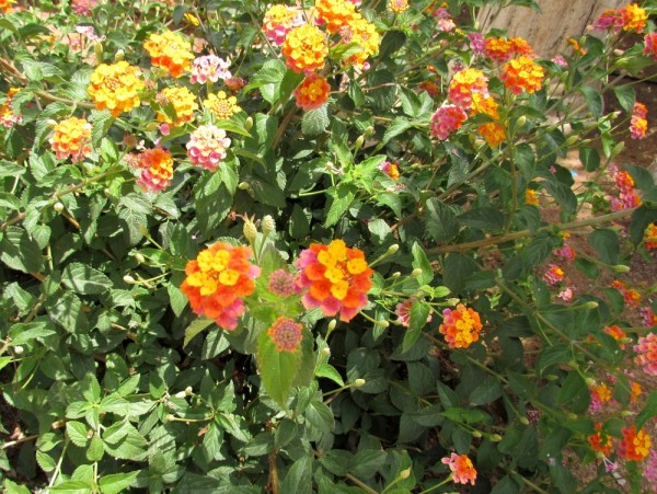 Лантана сводчатая, или шиповатая, Lantana camara цветы кипра