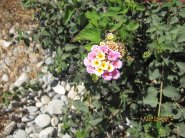 Лантана сводчатая, или шиповатая (Lantana camara) цветы крита