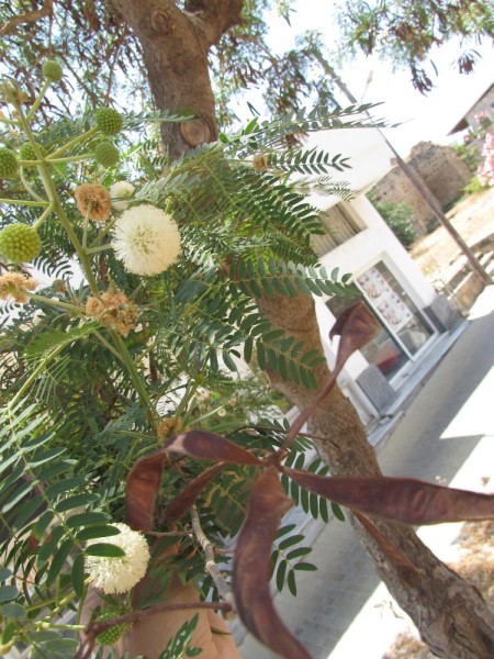 Цветы Кипра левкена сизая, мимоза белоголовая