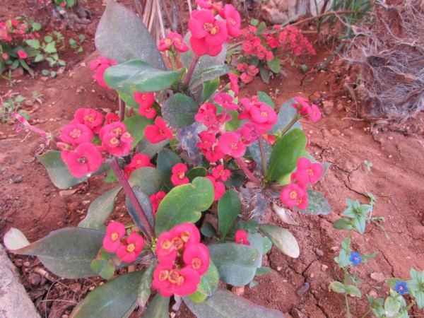 Молочай Миля (Euphorbia milii) цветы кипра